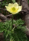 Einzelbild 6 Schwefel-Anemone - Pulsatilla alpina subsp. apiifolia