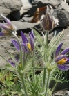 Einzelbild 5 Gemeine Kuhschelle - Pulsatilla vulgaris