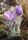 Einzelbild 7 Gemeine Kuhschelle - Pulsatilla vulgaris