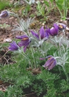 Einzelbild 8 Gemeine Kuhschelle - Pulsatilla vulgaris