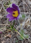 Einzelbild 6 Berg-Anemone - Pulsatilla montana