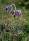 Einzelbild 7 Berg-Anemone - Pulsatilla montana