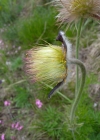 Einzelbild 8 Berg-Anemone - Pulsatilla montana