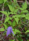 Einzelbild 4 Alpen-Waldrebe - Clematis alpina