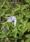 Einzelbild 7 Alpen-Waldrebe - Clematis alpina