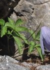 Einzelbild 8 Alpen-Waldrebe - Clematis alpina