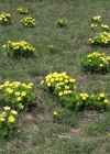Einzelbild 8 Frühlings-Adonis - Adonis vernalis