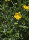 Einzelbild 5 Hain-Hahnenfuss - Ranunculus tuberosus aggr.