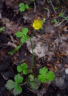 Einzelbild 6 Hain-Hahnenfuss - Ranunculus tuberosus aggr.