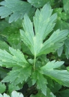Einzelbild 6 Kriechender Hahnenfuss - Ranunculus repens