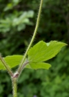 Einzelbild 4 Wolliger Hahnenfuss - Ranunculus lanuginosus