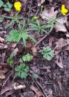 Einzelbild 6 Gold-Hahnenfuss - Ranunculus auricomus aggr.