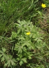 Einzelbild 6 Scharfer Hahnenfuss - Ranunculus acris