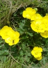 Einzelbild 5 Berg-Hahnenfuss - Ranunculus montanus aggr.