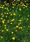 Einzelbild 6 Knolliger Hahnenfuss - Ranunculus bulbosus