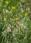 Einzelbild 7 Knolliger Hahnenfuss - Ranunculus bulbosus