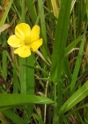 Einzelbild 4 Grosser Sumpf-Hahnenfuss - Ranunculus lingua