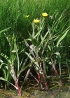 Einzelbild 6 Grosser Sumpf-Hahnenfuss - Ranunculus lingua