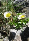 Einzelbild 5 Gletscher-Hahnenfuss - Ranunculus glacialis