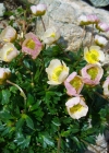 Einzelbild 1 Gletscher-Hahnenfuss - Ranunculus glacialis