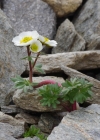Einzelbild 6 Gletscher-Hahnenfuss - Ranunculus glacialis