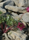 Einzelbild 7 Gletscher-Hahnenfuss - Ranunculus glacialis