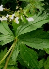 Einzelbild 5 Eisenhutblättriger Hahnenfuss - Ranunculus aconitifolius