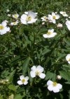 Einzelbild 6 Eisenhutblättriger Hahnenfuss - Ranunculus aconitifolius