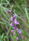 Einzelbild 5 Schopfige Kreuzblume - Polygala comosa