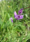 Einzelbild 6 Schopfige Kreuzblume - Polygala comosa
