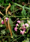 Einzelbild 5 Breitblättrige Platterbse - Lathyrus latifolius