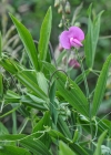 Einzelbild 6 Breitblättrige Platterbse - Lathyrus latifolius
