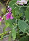 Einzelbild 7 Breitblättrige Platterbse - Lathyrus latifolius