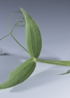 Einzelbild 8 Breitblättrige Platterbse - Lathyrus latifolius
