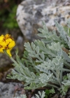 Einzelbild 7 Graues Greiskraut - Senecio incanus