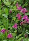 Einzelbild 8 Gemeine Akelei - Aquilegia vulgaris