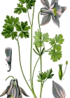 Einzelbild 5 Alpen-Akelei - Aquilegia alpina