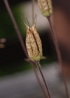 Einzelbild 6 Alpen-Akelei - Aquilegia alpina