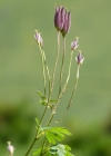 Einzelbild 7 Alpen-Akelei - Aquilegia alpina