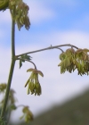 Einzelbild 5 Stinkende Wiesenraute - Thalictrum foetidum