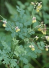 Einzelbild 8 Kleine Wiesenraute - Thalictrum minus