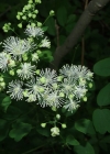 Einzelbild 3 Gelbe Wiesenraute - Thalictrum flavum