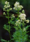 Einzelbild 4 Gelbe Wiesenraute - Thalictrum flavum