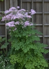 Einzelbild 5 Akeleiblättrige Wiesenraute - Thalictrum aquilegiifolium