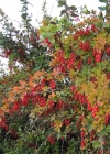 Einzelbild 6 Gemeine Berberitze - Berberis vulgaris