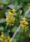 Einzelbild 7 Gemeine Berberitze - Berberis vulgaris