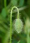 Einzelbild 7 Klatsch-Mohn - Papaver rhoeas