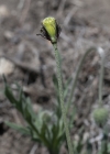 Einzelbild 5 Saat-Mohn - Papaver dubium