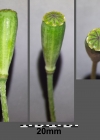 Einzelbild 6 Saat-Mohn - Papaver dubium