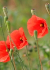 Einzelbild 7 Saat-Mohn - Papaver dubium